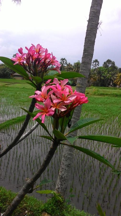 Local Family House Hotel Gianyar  Exterior photo